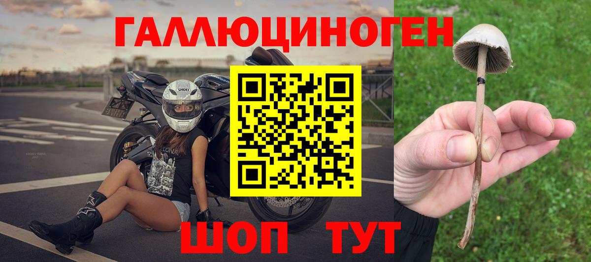 Галлюциногенные грибы Psilocybine cubensis Балтийск